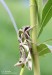 lišaj oleandrový (Motýli), Daphnis nerii (Lepidoptera)